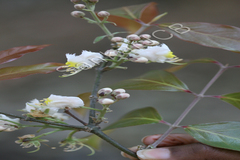 Hiptage benghalensis